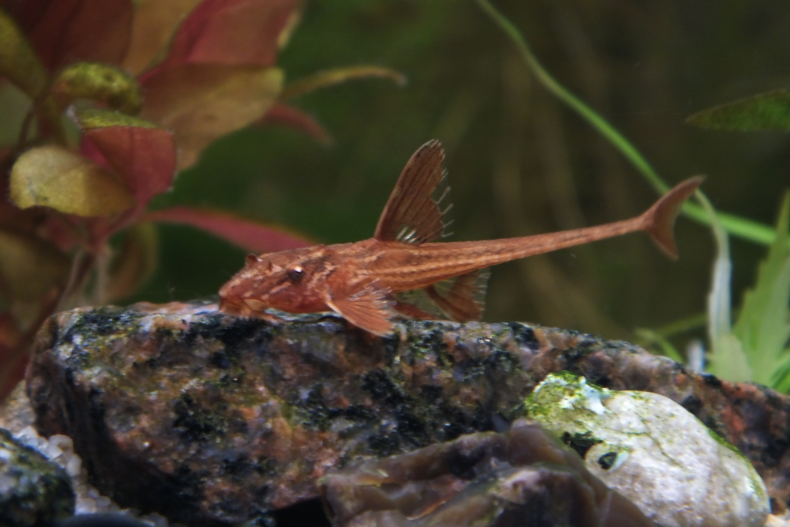 loricaria