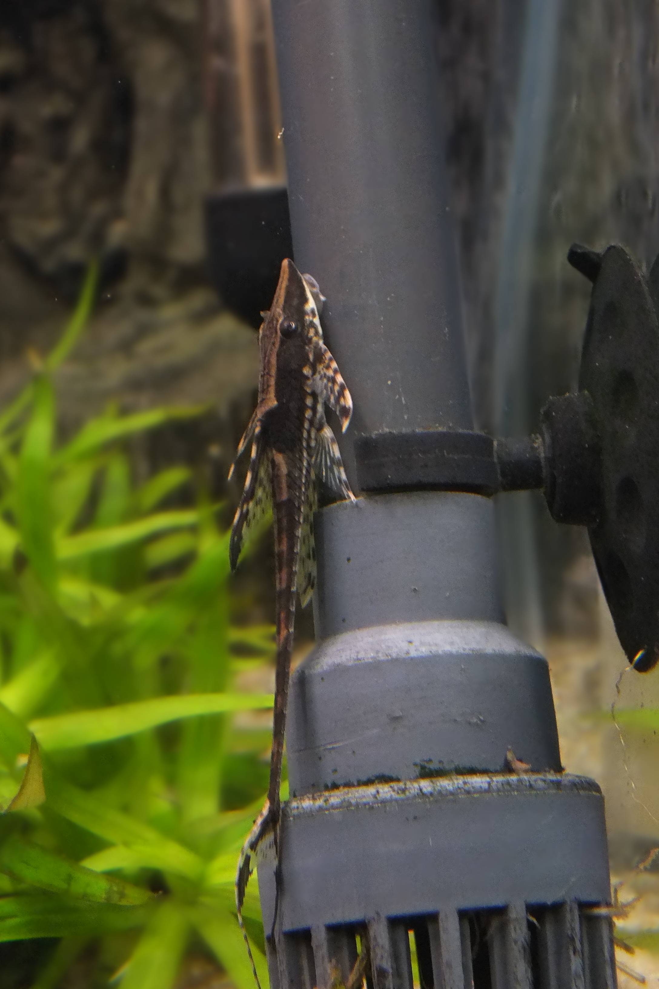sturisoma auren
